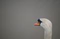  Ecluse Evry et bords de seine  - Les Oiseaux Ecluse d evry 288